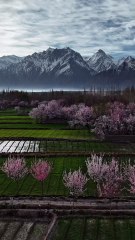 Spring Days in Skardu 🌸 | Blossom Season in the Mountains 🌿