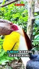 5 Fakta Unik Burung Julang, Satwa Endemik Sulawesi Selatan