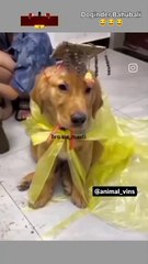 Dogindar Bahubali - Thanks for Watching