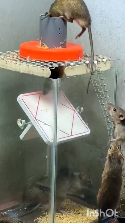 Mouse trap ideas