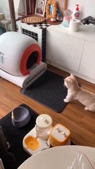 Funny video, tention relief, comedy, be happy.