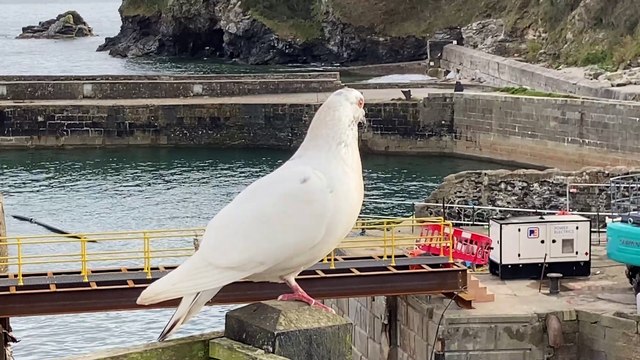 Dove keeps eye on Charlestown Harbour in Cornwall - Video by Andrew Townsend