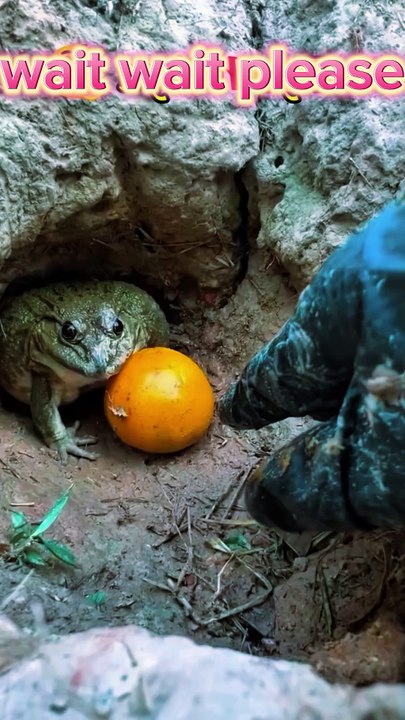 Entertainment video short comedy videos