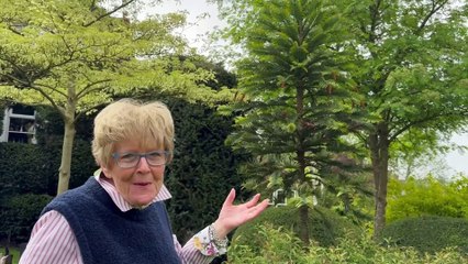 West Midlands: ‘Dinosaur tree’ bears fruit