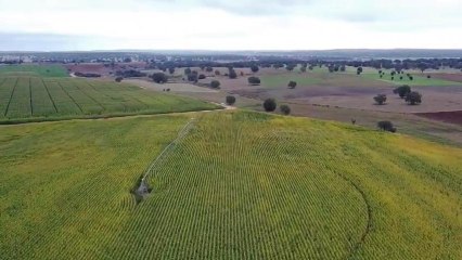 Cultivos afectados de la Comarca de Tábara (Zamora)