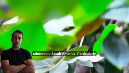 You Won’t Believe How These Tiny Monkeys Outsmart the Jungle