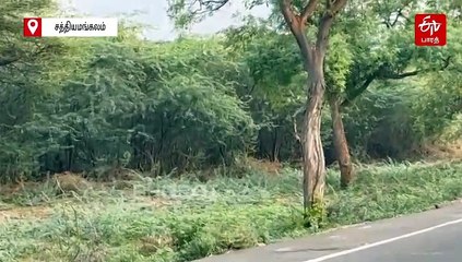 புதறில் மறைந்திருந்து சட்டென சாலையை கடந்த சிறுத்தை - வைரலாகும் வீடியோ!