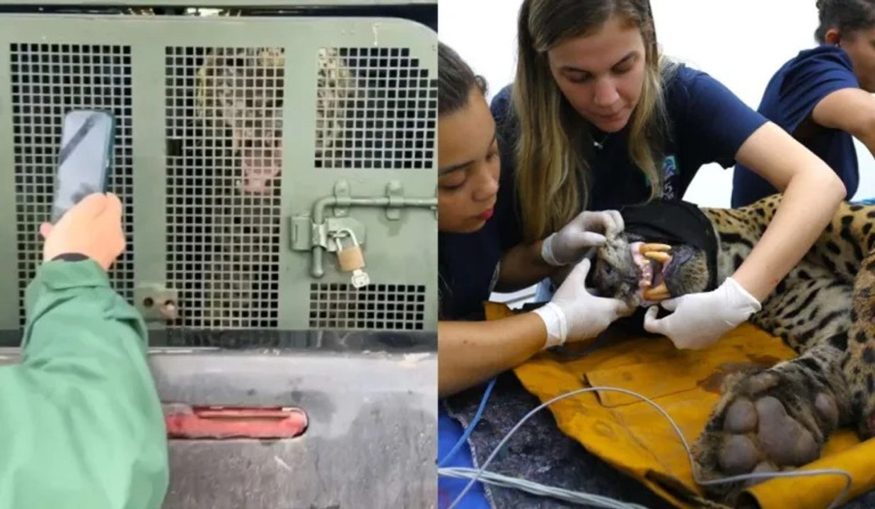 Onça que matou caseiro chega acordada para exames e assusta; vídeo