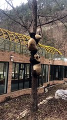 Panda 🐼 daily life:    Two red pandas climb a tree together    🐼(39)  #Panda #Lovely