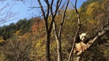 Panda  daily life:    The scenery is very beautiful    🐼(38)  #Panda #Lovely