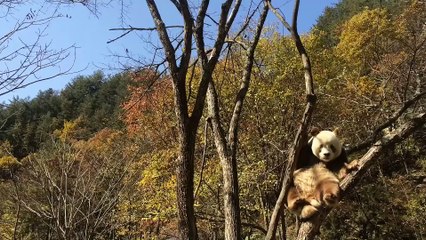 Panda  daily life:    The scenery is very beautiful    🐼(38)  #Panda #Lovely