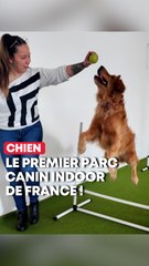 Woof’Land, le 1er parc canin indoor de France près de Lille !