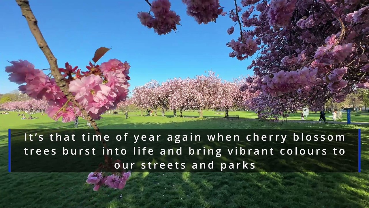 Cherry blossoms burst into life across Edinburgh