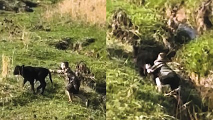 Moment quick-thinking boy, nine, saves calf from creek