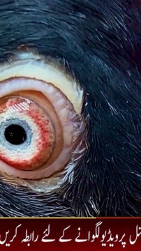 Subscribe Our YouTube Channel For Complete Videos youtube.com/@PakistanPigeonAssociation