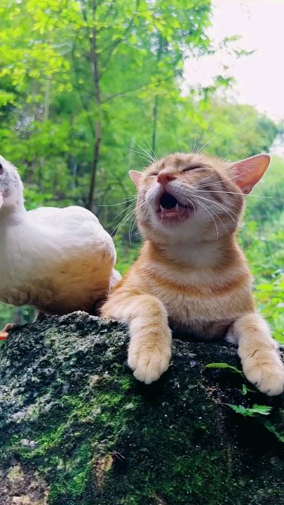 dog and duck funny moment | duck and dog friendship | funny cats and dog.