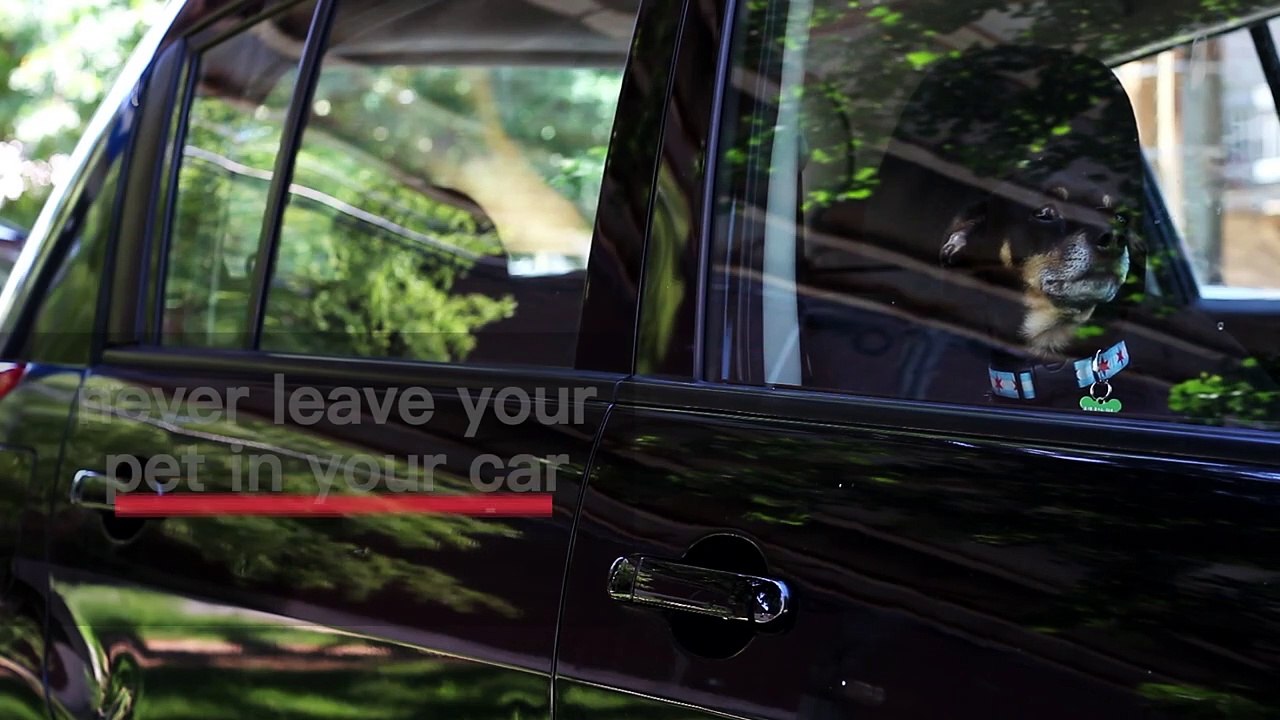 It’s Getting Warm Out There, Make Sure You Protect Your Pet! - video ...