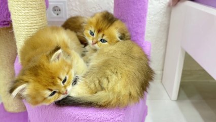 Cute Kittens Wake Up and Yawn
