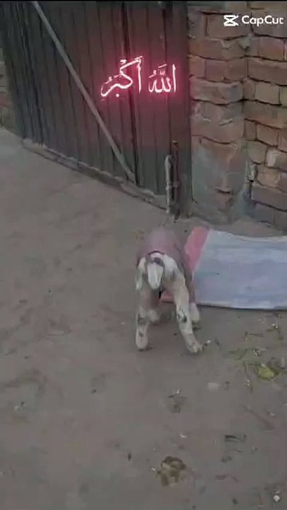 Pets life