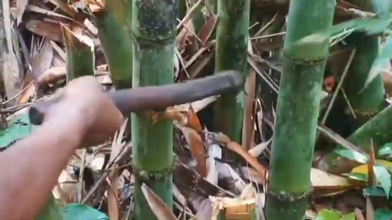 Vlog Pedesaan Tebang Bambu