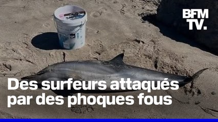 Dauphins, baleines, phoques... Une algue toxique tue et rend fou des animaux en Californie
