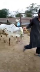 Beautiful Qurbani Bull Available in Islamabad