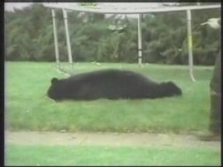 Funny Video - HILARIOUS!! -Bear falls out of tree onto tram