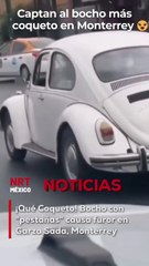 Un Bocho muy particular fue captado en la transitada Av. Garza Sada de Monterrey. Con un "arreglito" especial en los faros, este coche se convirtió en el más coqueto del tráfico, ¡listo para una cita!