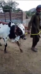 Cholistani Cross Spotted Bull Ready for Qurbani in Islamabad