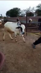 Cholistani Cross Panda Spotted Bull for Qurbani in Islamabad