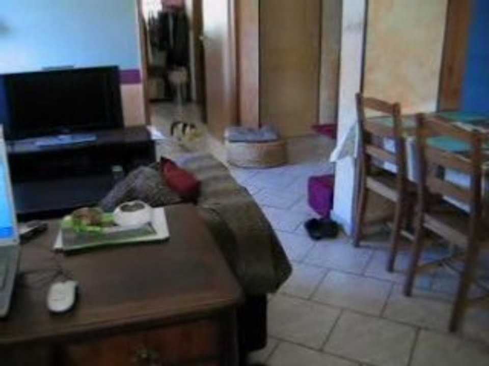 chat-chien