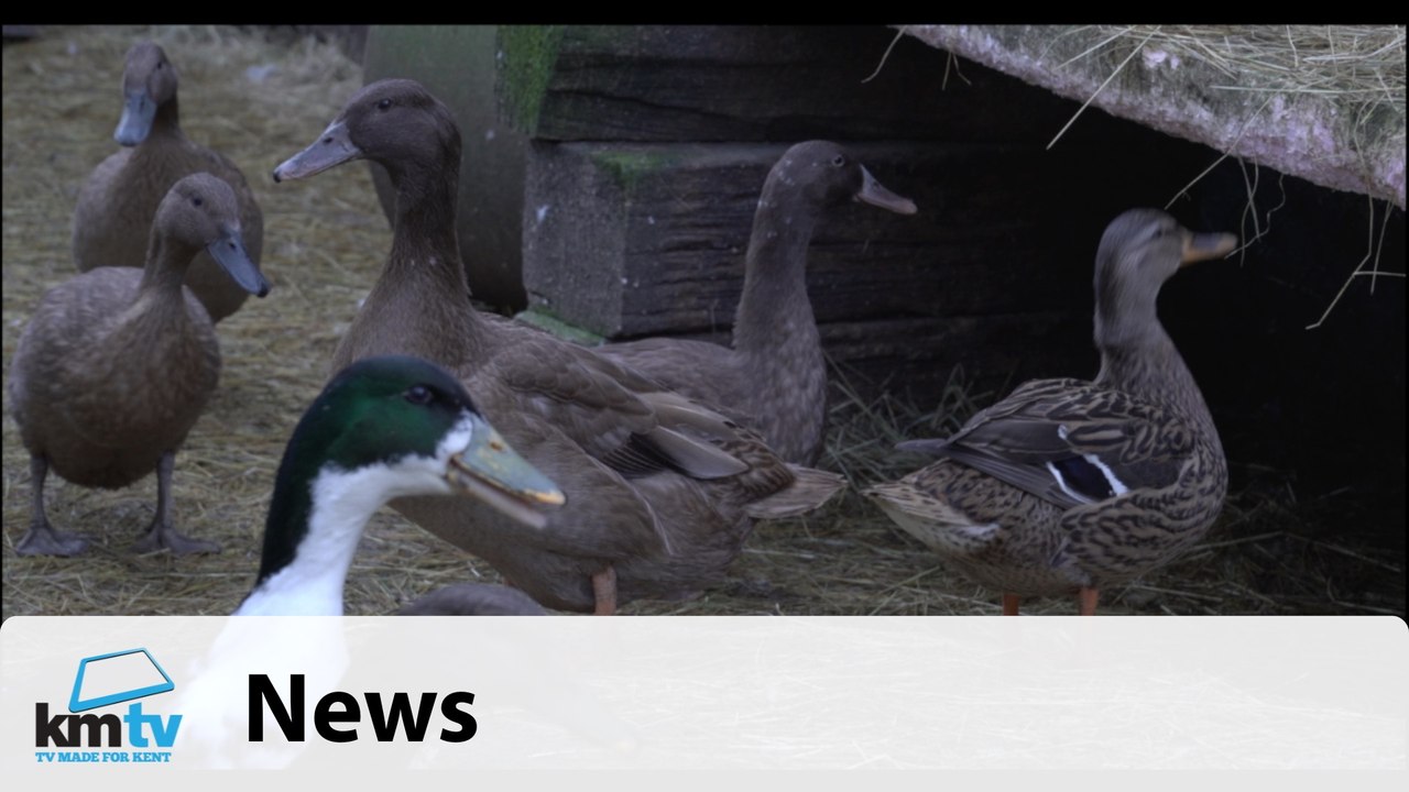 Meet Kents therapy ducks!