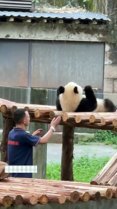 Panda s Lazy Behavior in Real Life Captured!