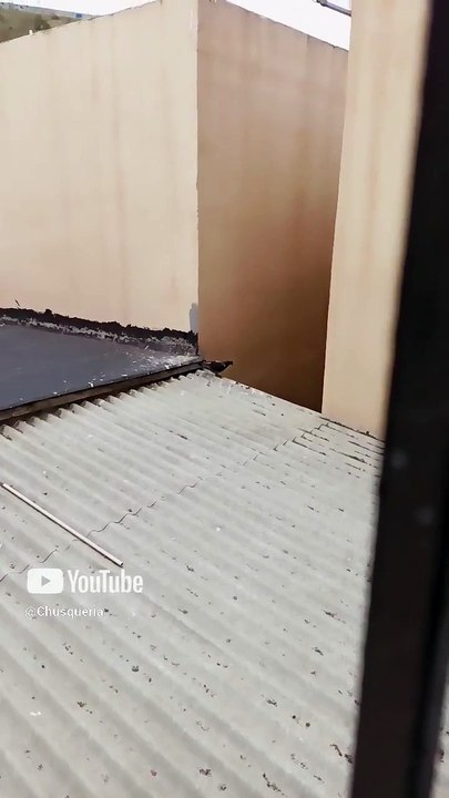 🐤 Aves curiosas se posan en el techo del vecino 🏠 ¡Palomas, pichones y más! 🌿 #Shorts