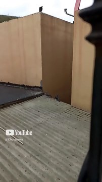 🕊️ ¡Invasión de ternura! Palomas y pichones toman el techo del vecino 🏠🐦 #Shorts