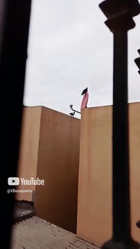 ✨ Bandada de palomas y aves visita el techo del vecino 🏠 ¡Un regalo del cielo! 🕊️ #Shorts