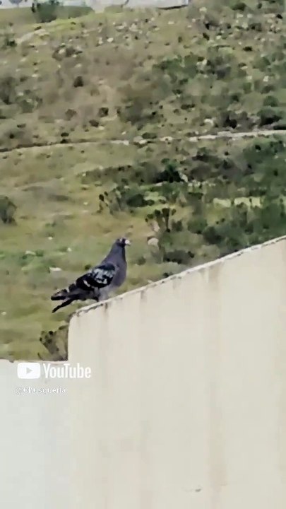 🐦 Fiesta alada sobre el techo 🎉 Palomas, pichones y trinos llenan el aire 🕊️💃 #Shorts