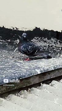 🐤 Invasión pacífica_ pichones y palomas toman el techo del vecino 🏠🌿 ¡Qué ternura! #Shorts