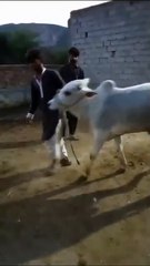 Desi White Bull for Sale in Islamabad