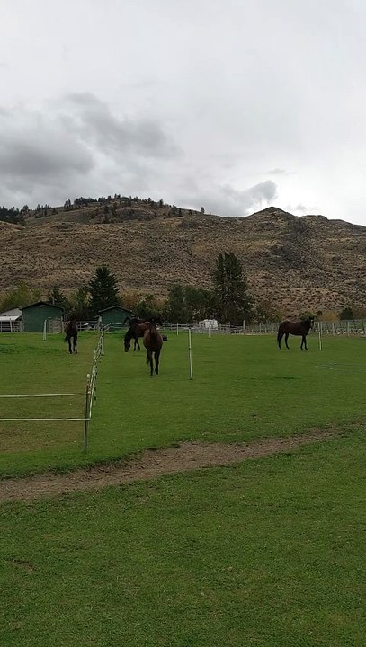 The Beauty and Strength of Majestic Horses! 🐎✨ | #Horses #MajesticHorses #HorsePower #EquestrianLife #HorseLovers #GracefulHorses #BeautifulHorses #AnimalBeauty #EquestrianSports #HorseRiding
