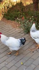 The Beauty of White Hens: Elegant and Graceful! 🐔🤍 | #WhiteHens #BeautifulHens #ChickenLove #FarmAnimals #ElegantHens #PetHens #HensOfInstagram #AnimalGrace #FarmLife #ChickenLovers"