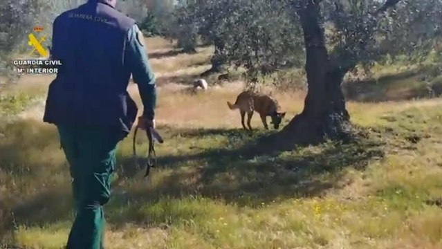 Operativo de búsqueda de un anciano en San Martín de Pusa (Toledo)