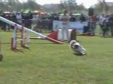 BAXTER maugio FAR 03-05-08 agility