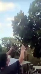 VIDEO: ¡Indignante! Ataron a un perro a un dron y lo elevaron a varios metros de altura