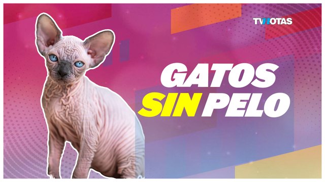 Conoce las razas de gatos sin pelo y los cuidados que necesitan para tener una piel sana.
