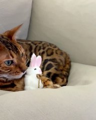 🌟Welcome to our whimsical world of **CatsAndBunnies**! 🐱🐰 In this paweso