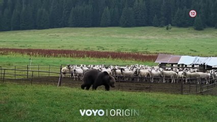 Lebo medved | show | 2025 | Official Trailer