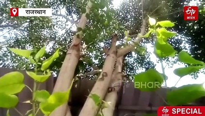 पेड़ों के पास है माइक्रोप्लास्टिक प्रदूषण की समस्या का समाधान, पेड़ों की पत्तियां बन सकती हैं कवच