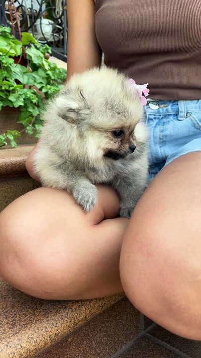 🤣 Woman Holds Puppy in Her Lap & It Starts Talking Funny! 🐶😂 #FunnyPuppy #TalkingDog #AnimalComedy #CutePets #ViralVideo #PuppyLove #LOLmoments #DogVideos #FunnyAnimals #PetsOfDailymotion