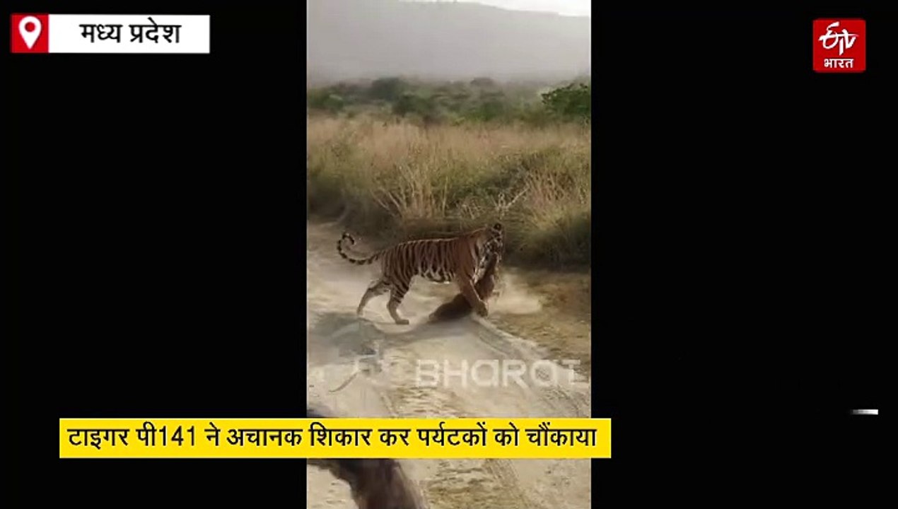पन्ना टाइगर रिजर्व में बाघ पी 141 ने पर्यटकों क...